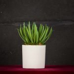Senecio Verde - Fiori finti e artificiali di qualità