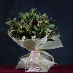Alocasia