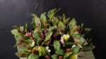 Alocasia - immagine 2