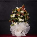 Celosia