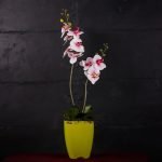 Phalaenopsis Green