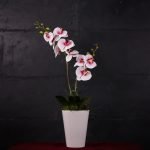 Phalaenopsis White