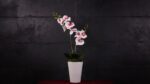 Phalaenopsis White