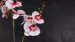 Phalaenopsis White - immagine 2