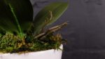 Phalaenopsis White - immagine 4