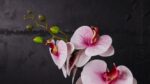 Phalaenopsis White - immagine 3