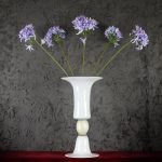 Agapanthus Blu
