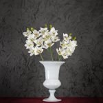Cymbidium Bianchi