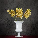 Cymbidium Gialli