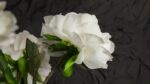Steli di Peonie Bianche - immagine 4