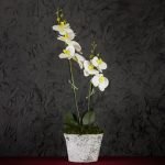 Pianta di Orchidea