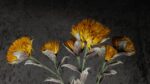 Protea Gialla - immagine 4