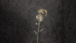 Protea Grigia - immagine 5