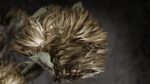 Protea Grigia - immagine 2