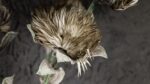 Protea Grigia - immagine 4