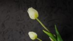 Tulipani Bianchi - immagine 5