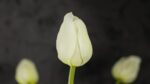 Tulipani Bianchi - immagine 4