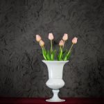 Tulipani Rosa