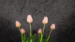 Tulipani Rosa - immagine 2