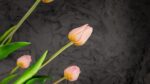 Tulipani Rosa - immagine 6