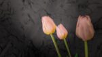 Tulipani Rosa - immagine 5