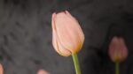 Tulipani Rosa - immagine 4