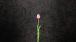 Tulipani Rosa - immagine 3