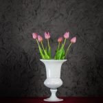 Tulipani Viola