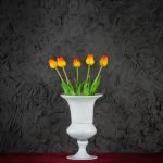 Tulipani Arancio