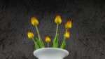 Tulipani Arancio - immagine 2