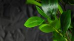Ruscus - immagine 3