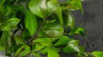 Ruscus - immagine 4