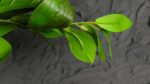 Ruscus - immagine 5