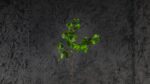 Ruscus - immagine 6