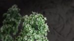Wax Flower Bianco - immagine 3