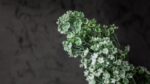 Wax Flower Bianco - immagine 4