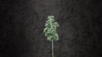 Wax Flower Bianco - immagine 5