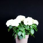 Ortensia Bianca