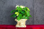 Pianta Fiorita di Anthurium