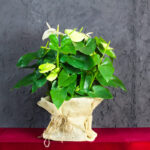 Pianta Fiorita di Anthurium