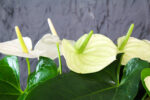 Pianta Fiorita di Anthurium - immagine 2