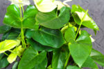 Pianta Fiorita di Anthurium - immagine 3