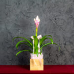 Pianta Fiorita Guzmania Candy