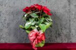 PIANTA FIORITA DI STELLA DI NATALE