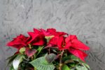PIANTA FIORITA DI STELLA DI NATALE - immagine 2