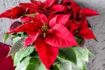 PIANTA FIORITA DI STELLA DI NATALE - immagine 4