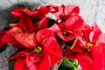 PIANTA FIORITA DI STELLA DI NATALE - immagine 5