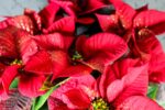PIANTA FIORITA DI STELLA DI NATALE - immagine 6